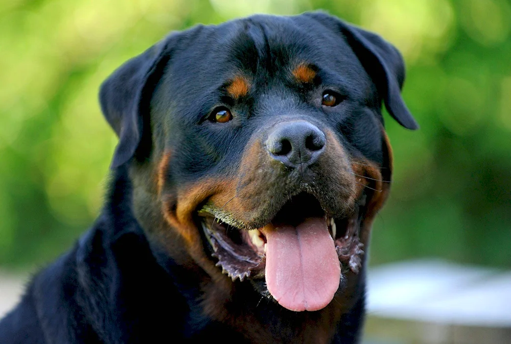 Unbought Rottweiler