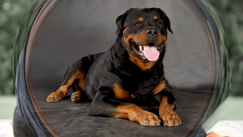 Rottweiler dog