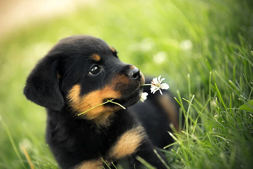 Rottweiler dog