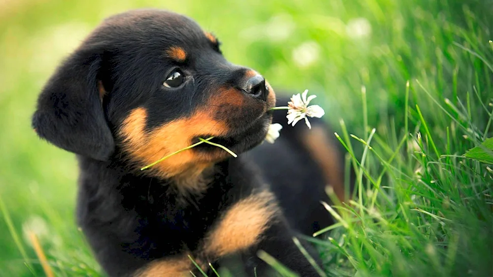 Dog Rottweiler