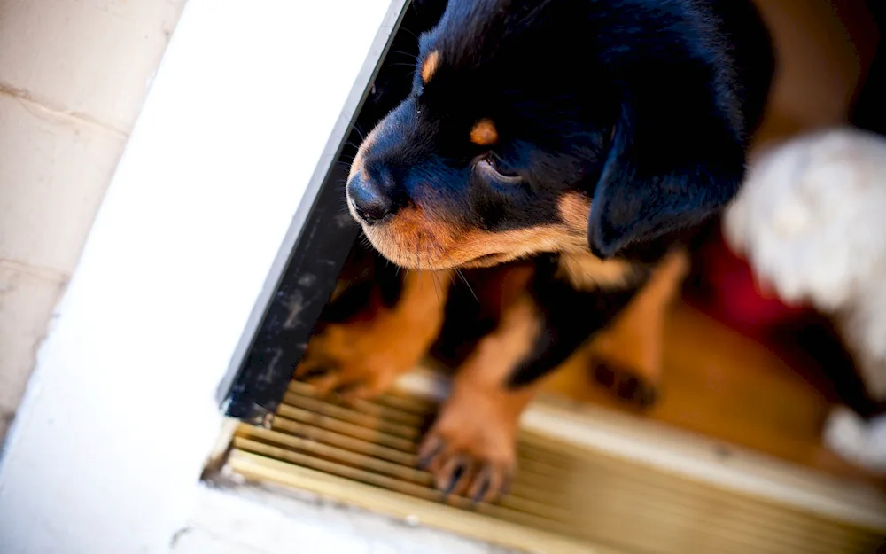 Dog Rottweiler