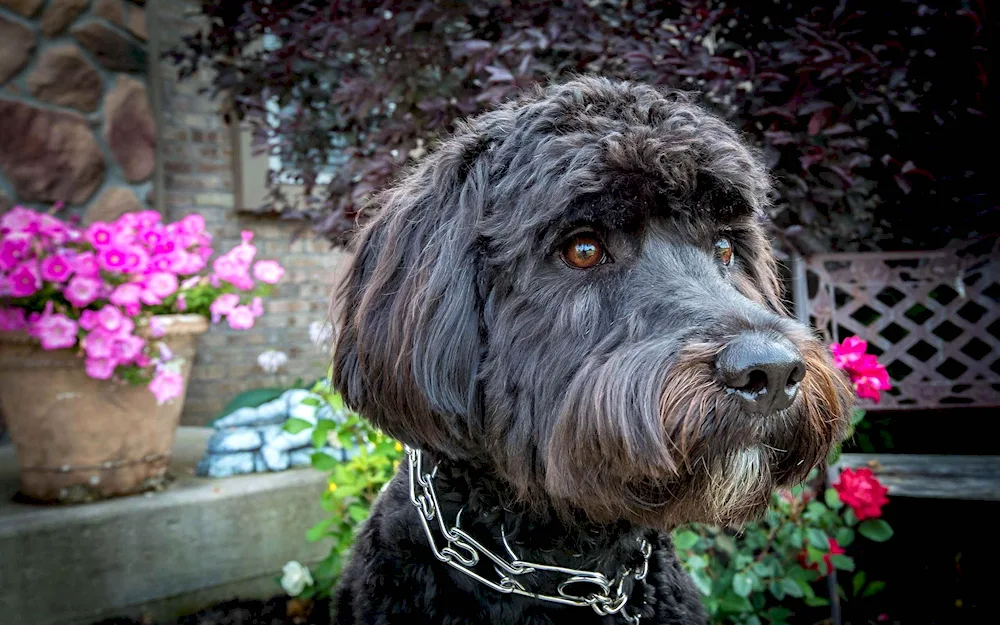 Dog with a beard