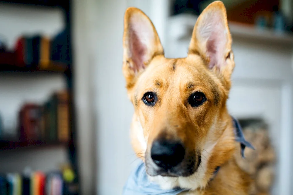 Dog with long standing ears