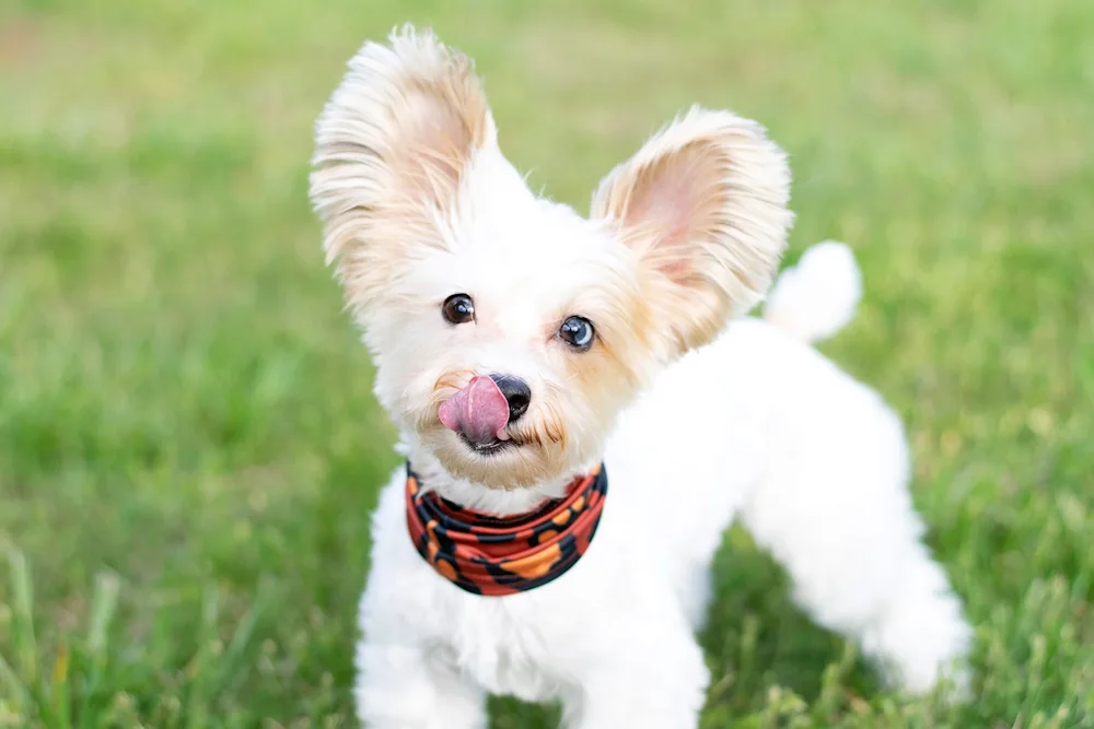 Dog with beautiful ears