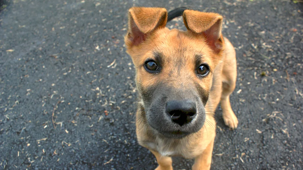 Dog with semi-standing ears