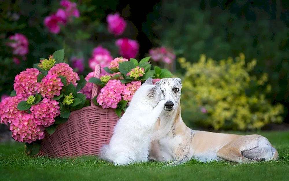 Dog with flowers