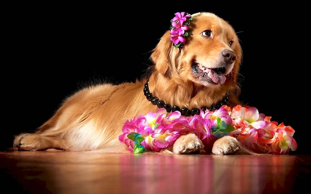 Doggy with flowers