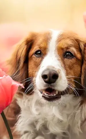 Flower dog