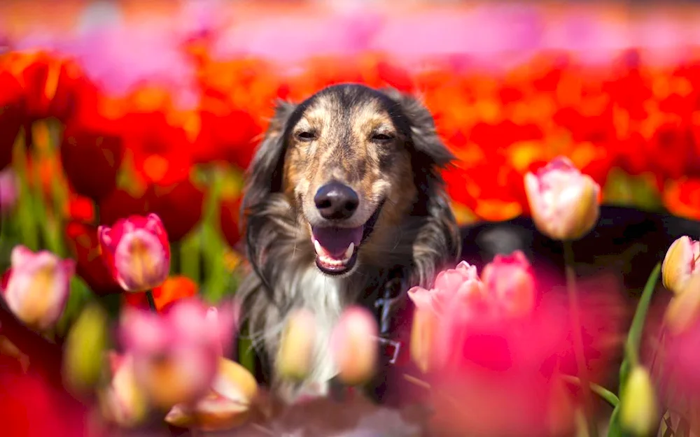 Doggy with flower Collie