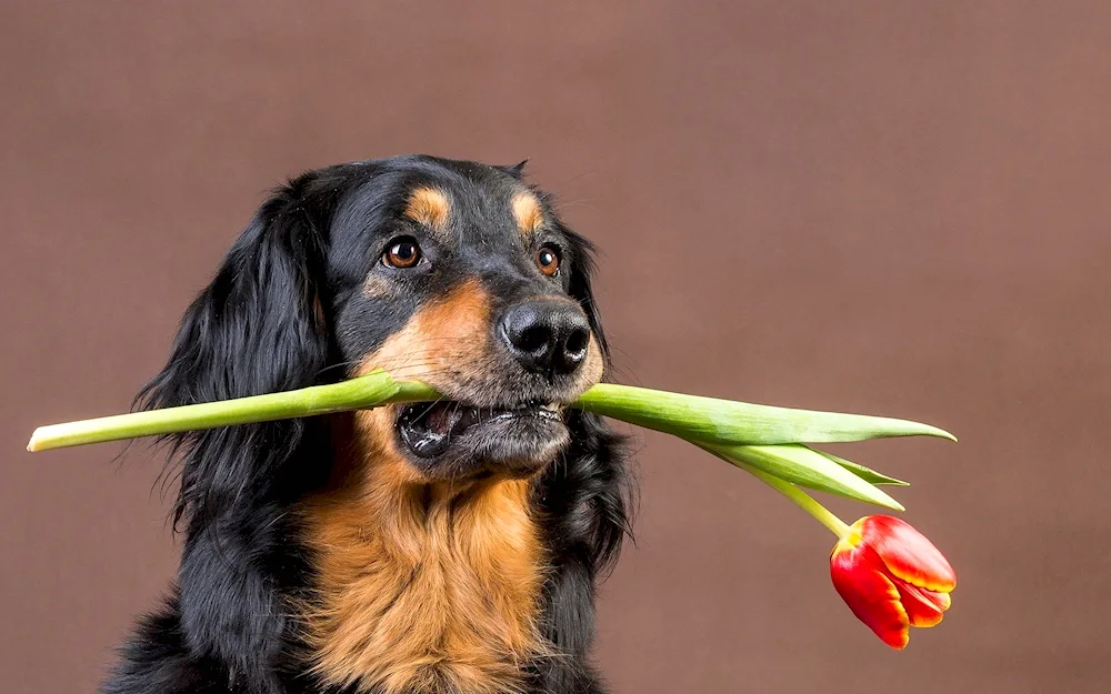 Dog with flower