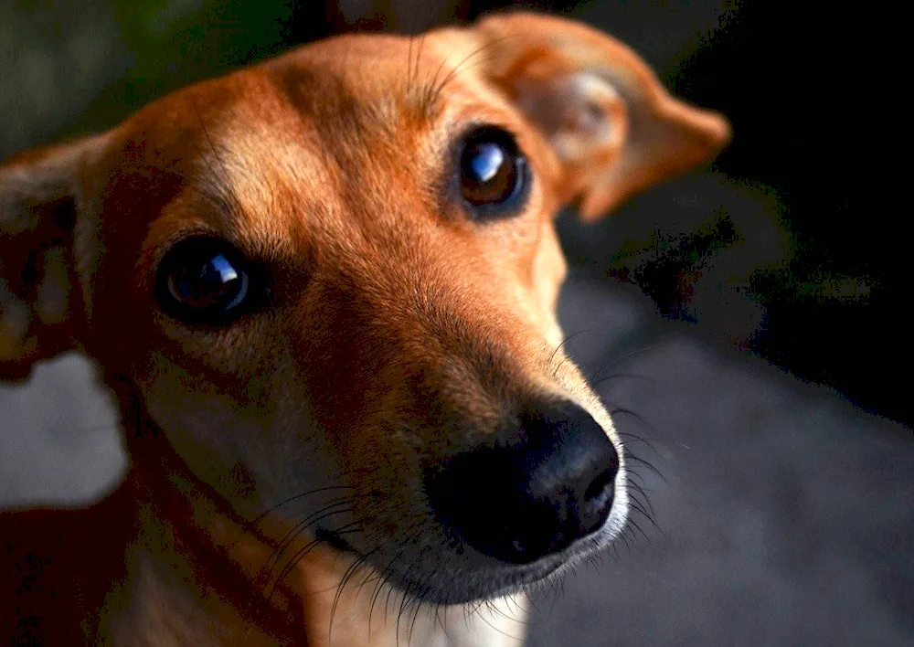 Dog with expressive eyes. dog's eyes