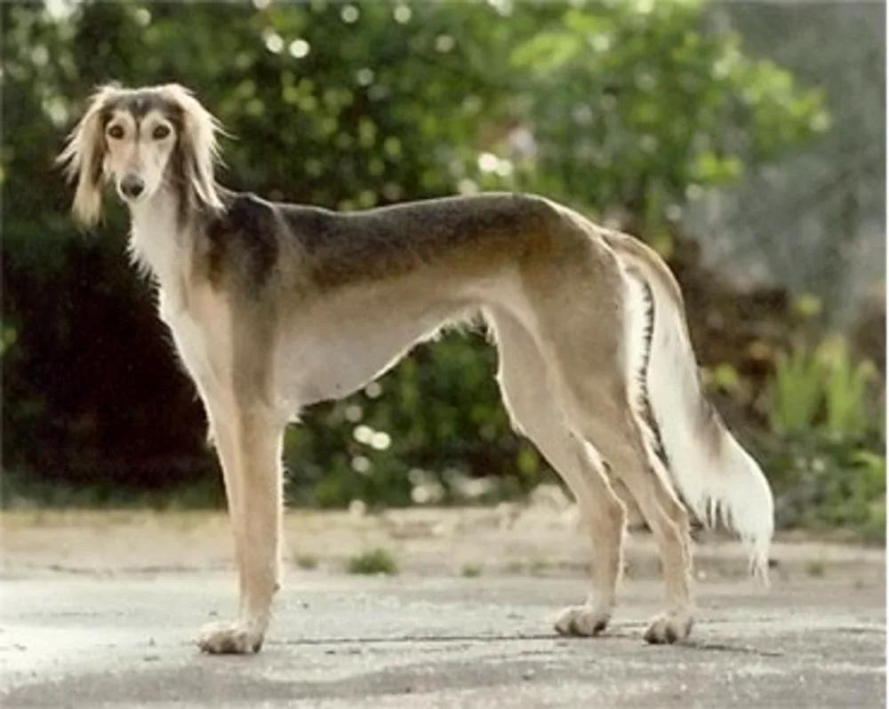 Saluki dog