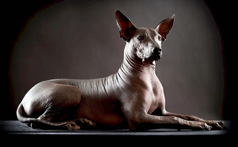 Sphynx dog Xoloitzcuintli breed