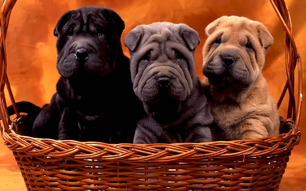 Sharpei dog