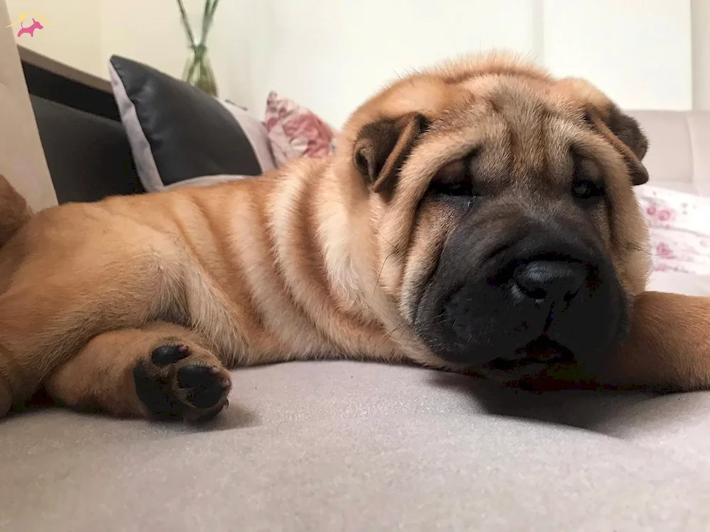 Sharpei mastiff