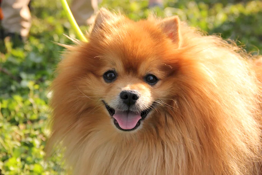 Pomeranian Spitz red dog Chow