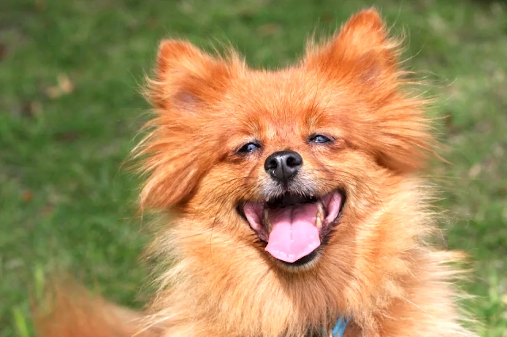 Pomeranian Spitz red dog