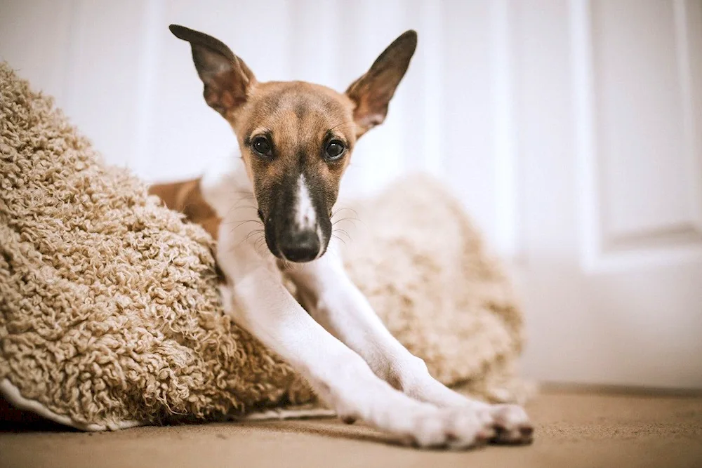 Dog with standing ears