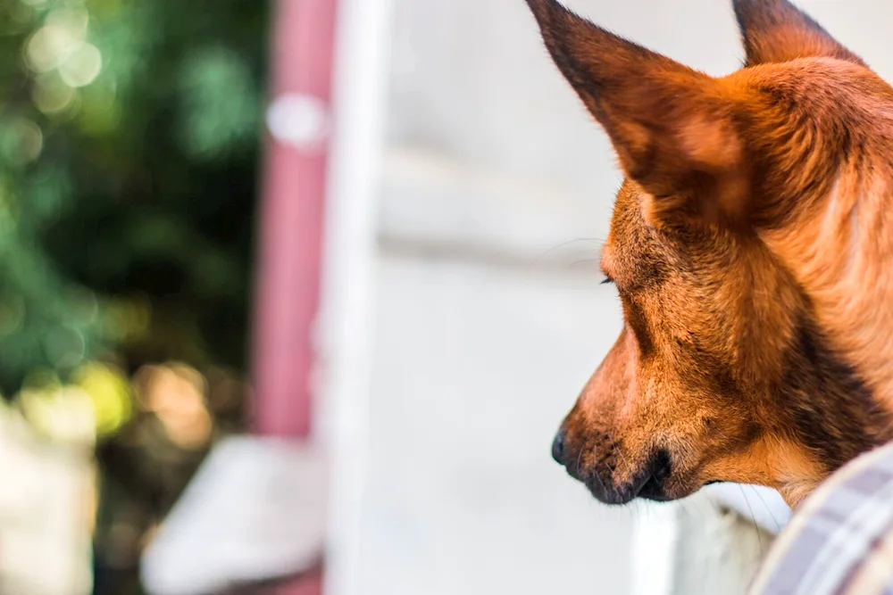 Dog with standing ears.