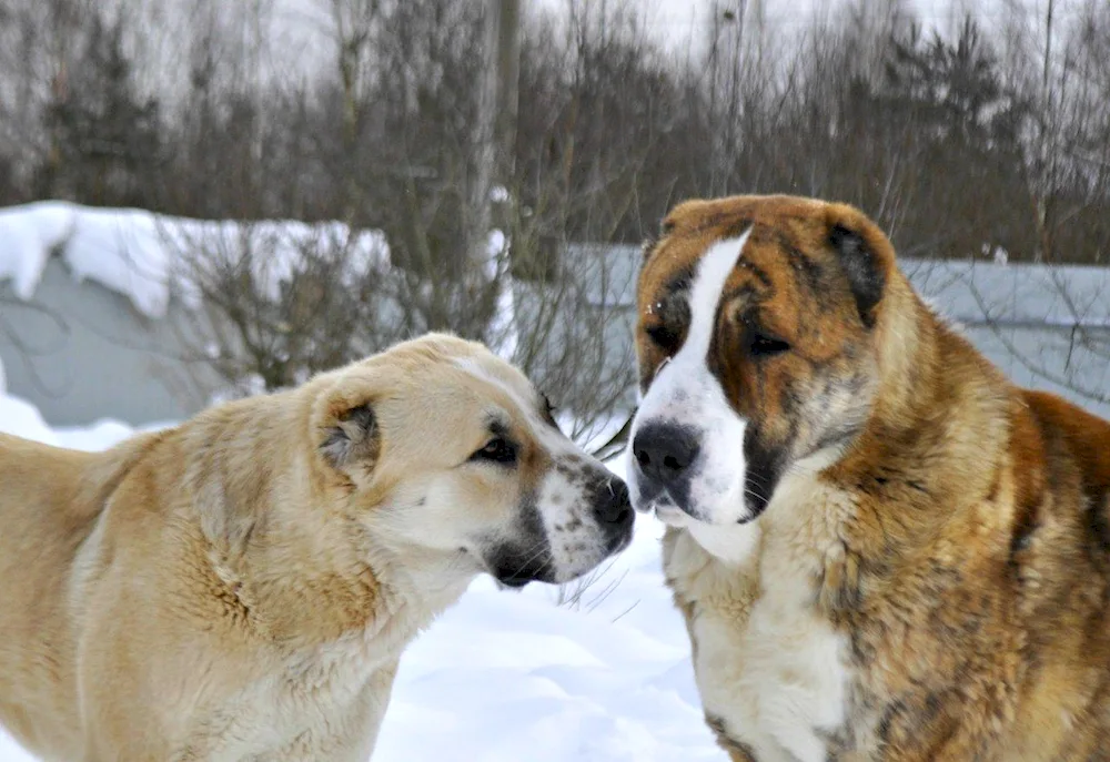 Middle Asian shepherd dog