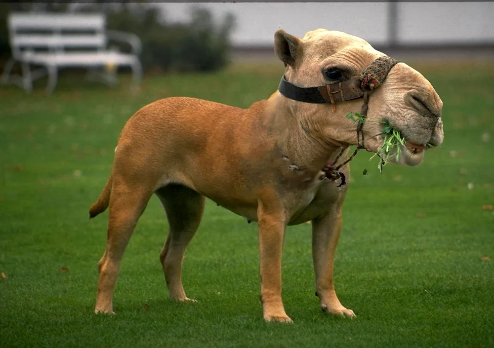 Dog slouching pictures