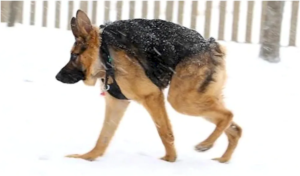 Dog Slouchy German Shepherd Dog