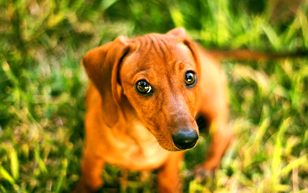 Dachshund dachshund red