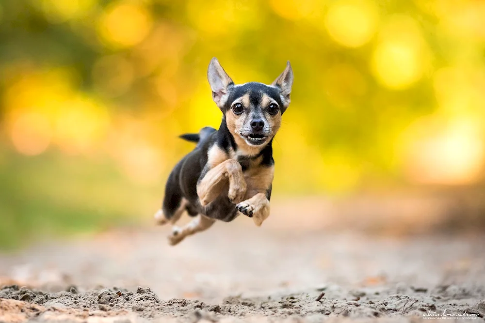 Dog Toy Terrier