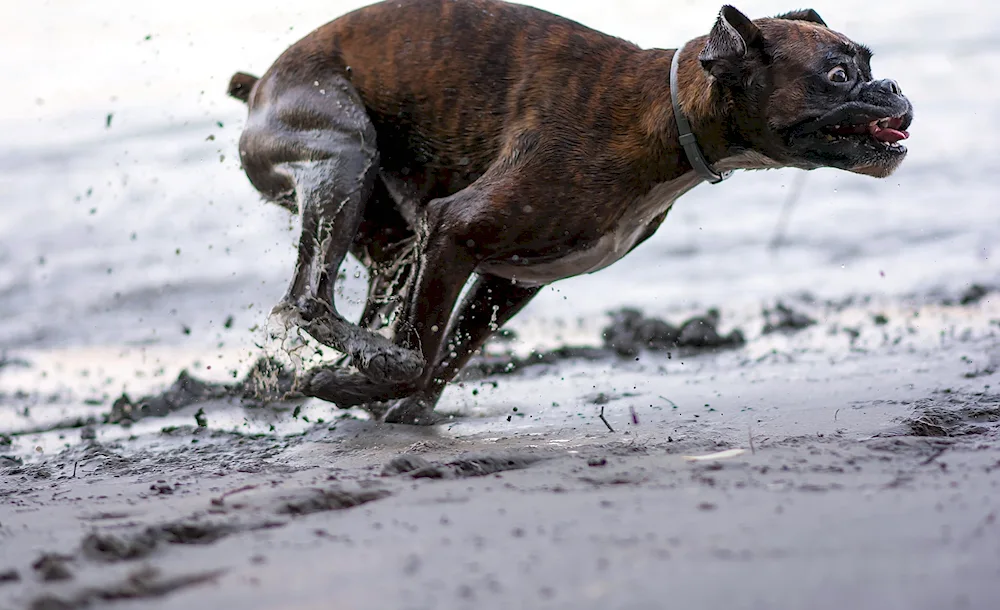 Jack- Russell terrier