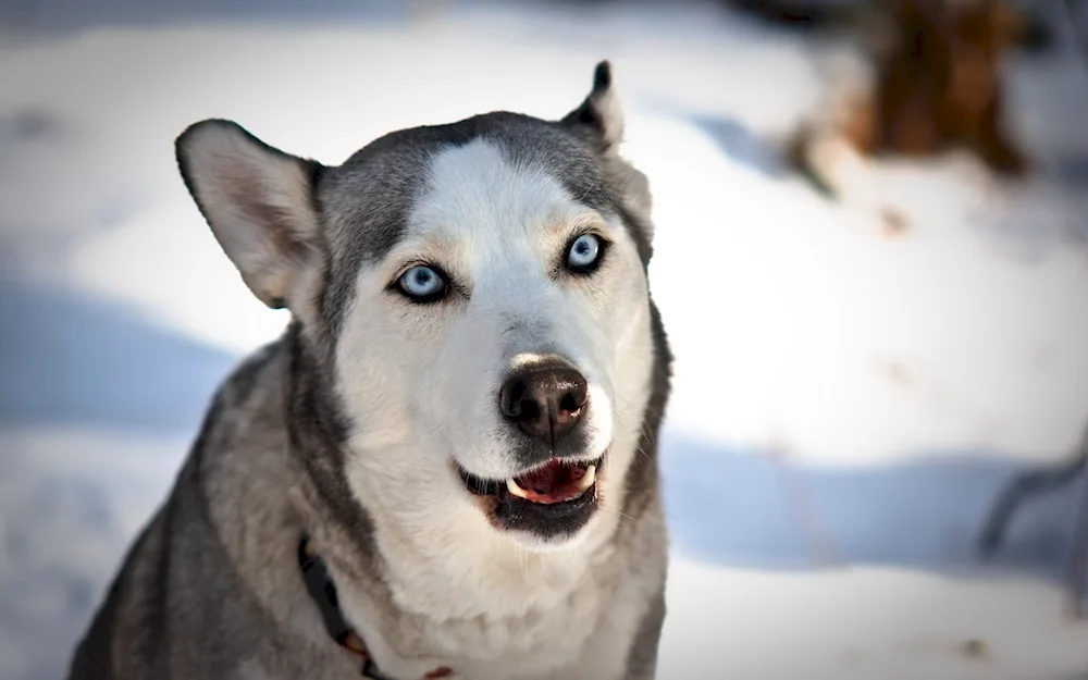 Surprise Husky