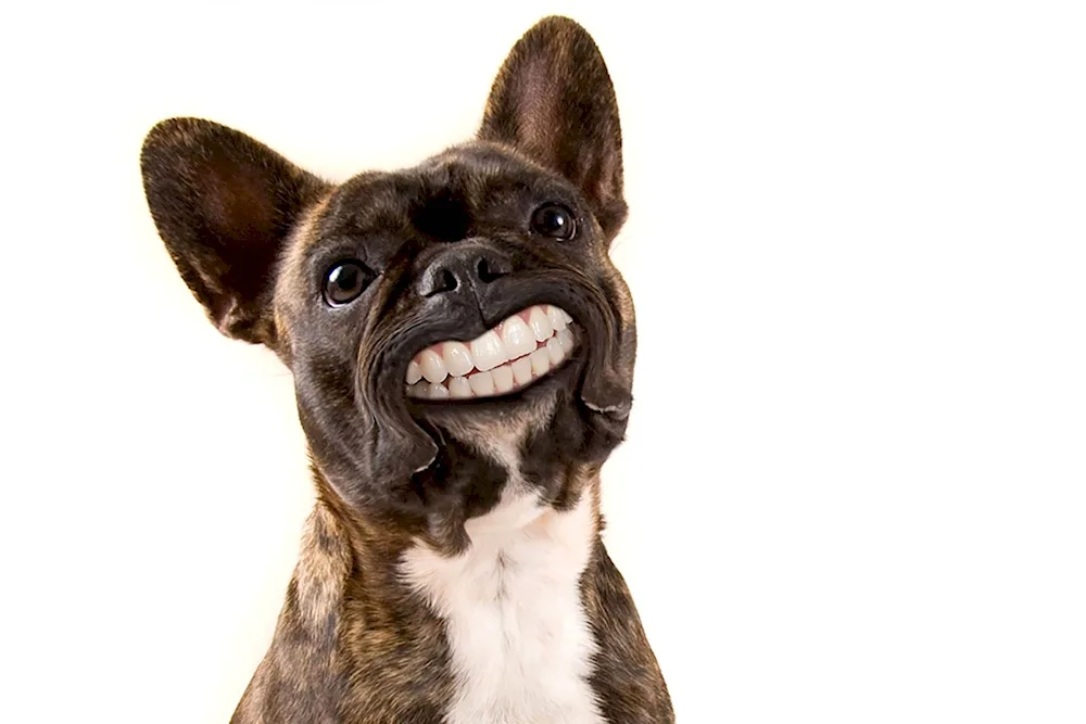 Smiling dog