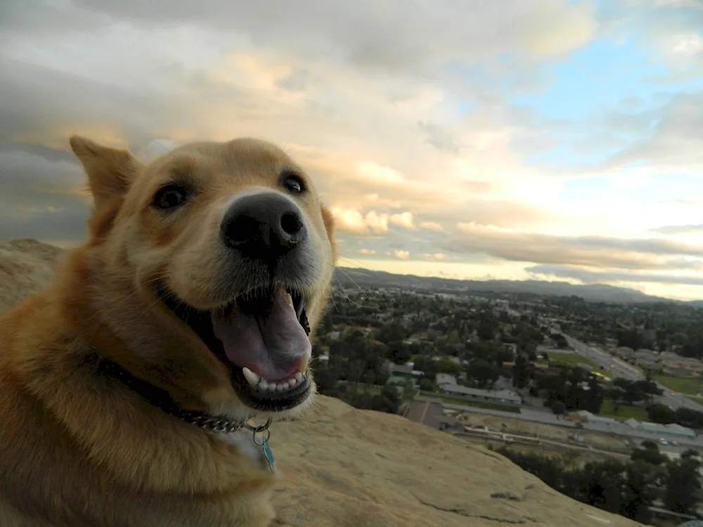 Smiling dog smiling