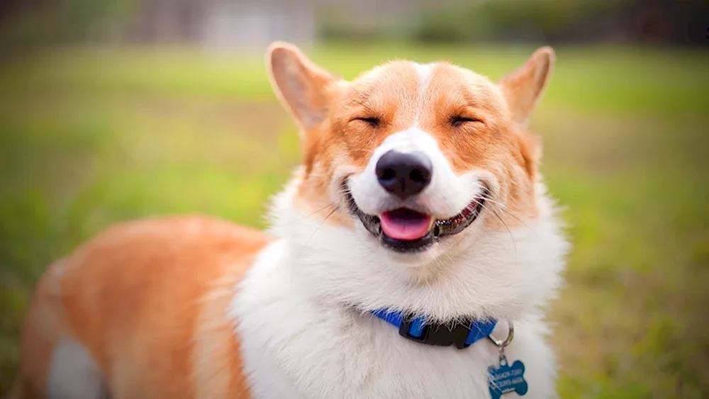 Smiling dog corgi