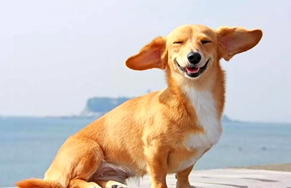 Smiling corgi