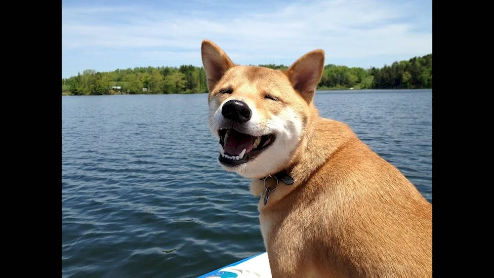 Smiling dog Shiba Inu