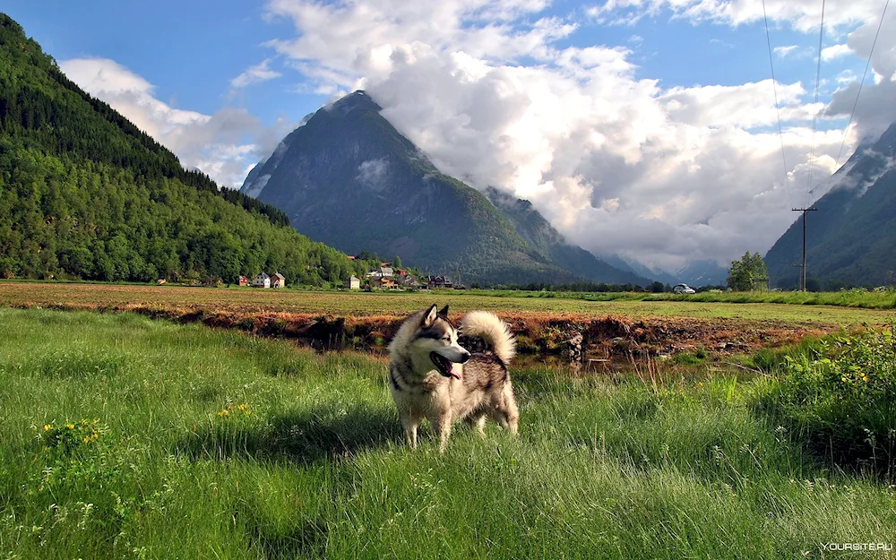 Tuvinian Shepherd Dog