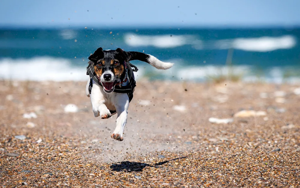 Malinois jumping