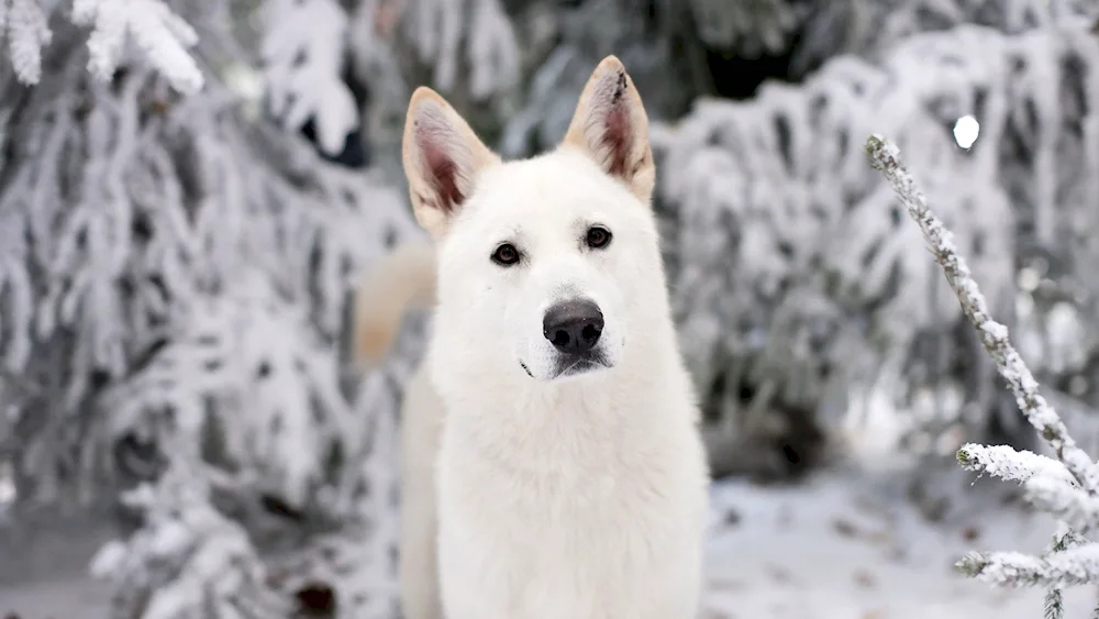 Samoyed dog