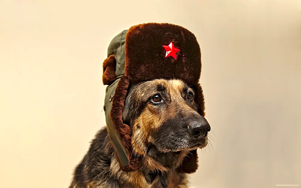 Border collie in a hat