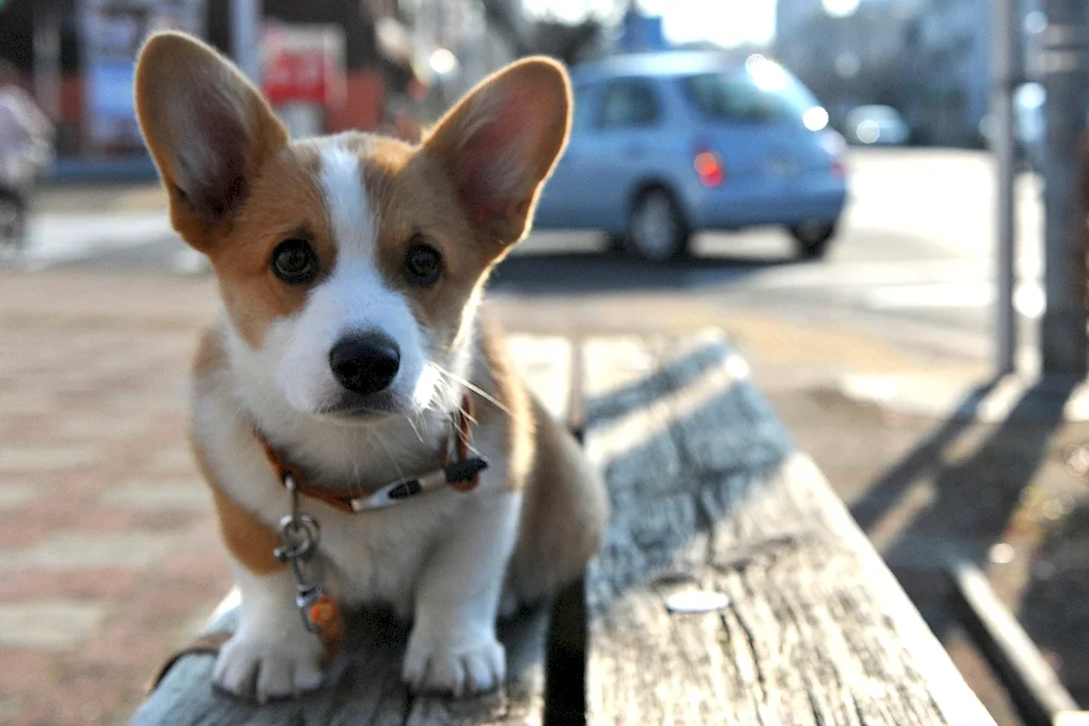 Welsh corgi dog