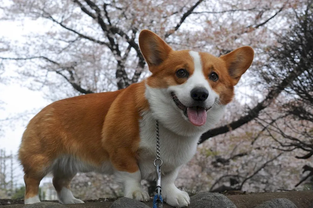 Welsh corgi red