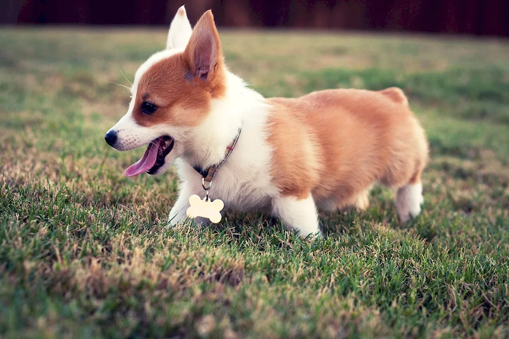 Pembroke corgi Pembroke