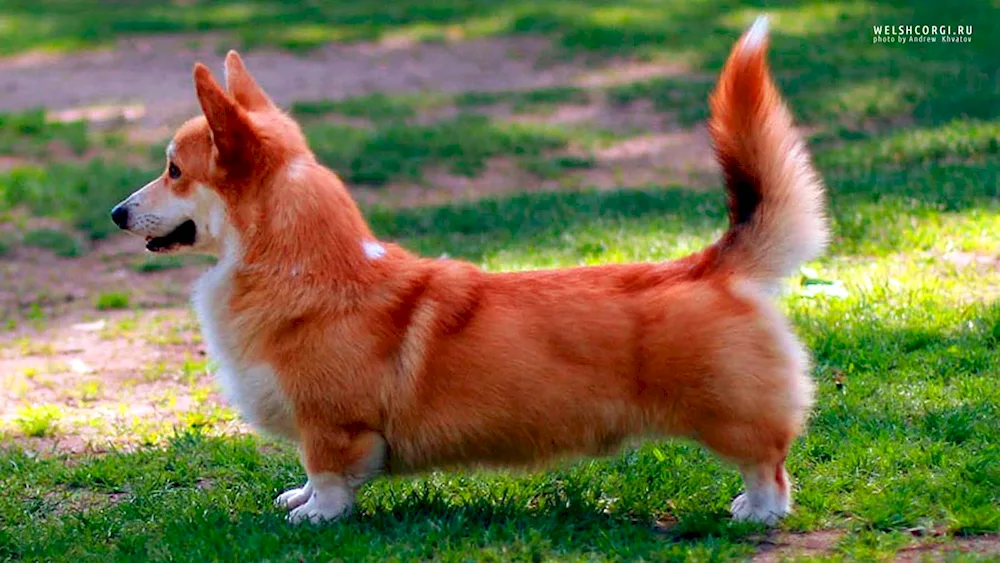 Corgi Pembroke