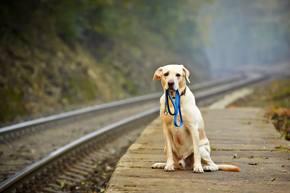 Golden retriever