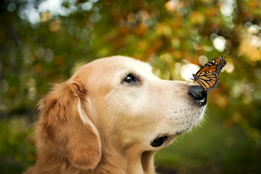 Labrador retriever