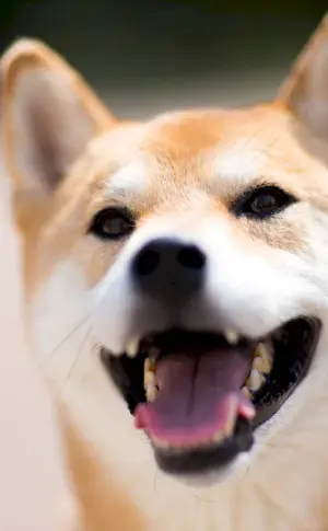 Smiling dog Shiba Inu