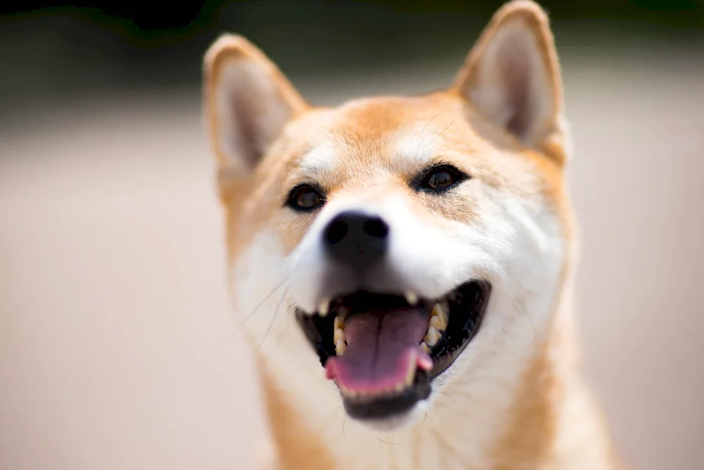 Smiling dog Shiba Inu