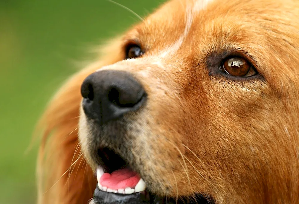 European shepherd dog