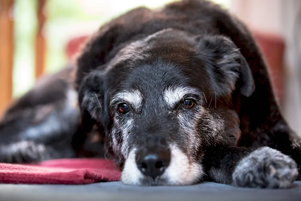 Terrier Wolfhound