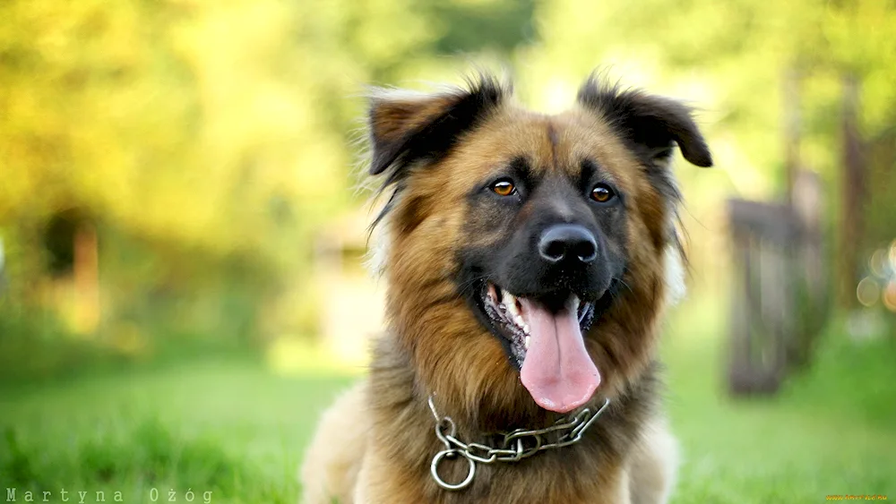 Golden retriever dogGolden retriever